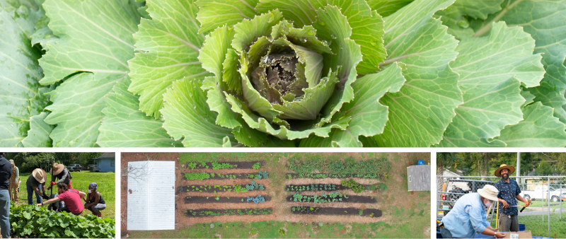 Community Gardening